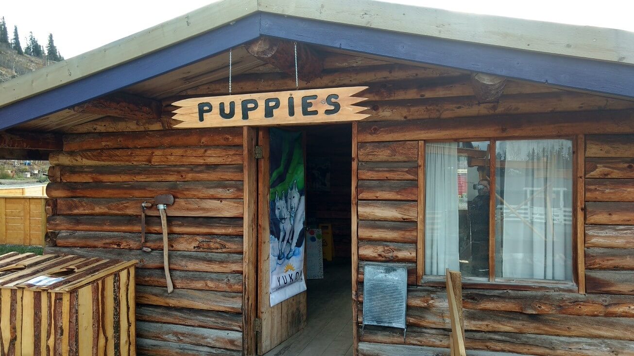 Puppies !