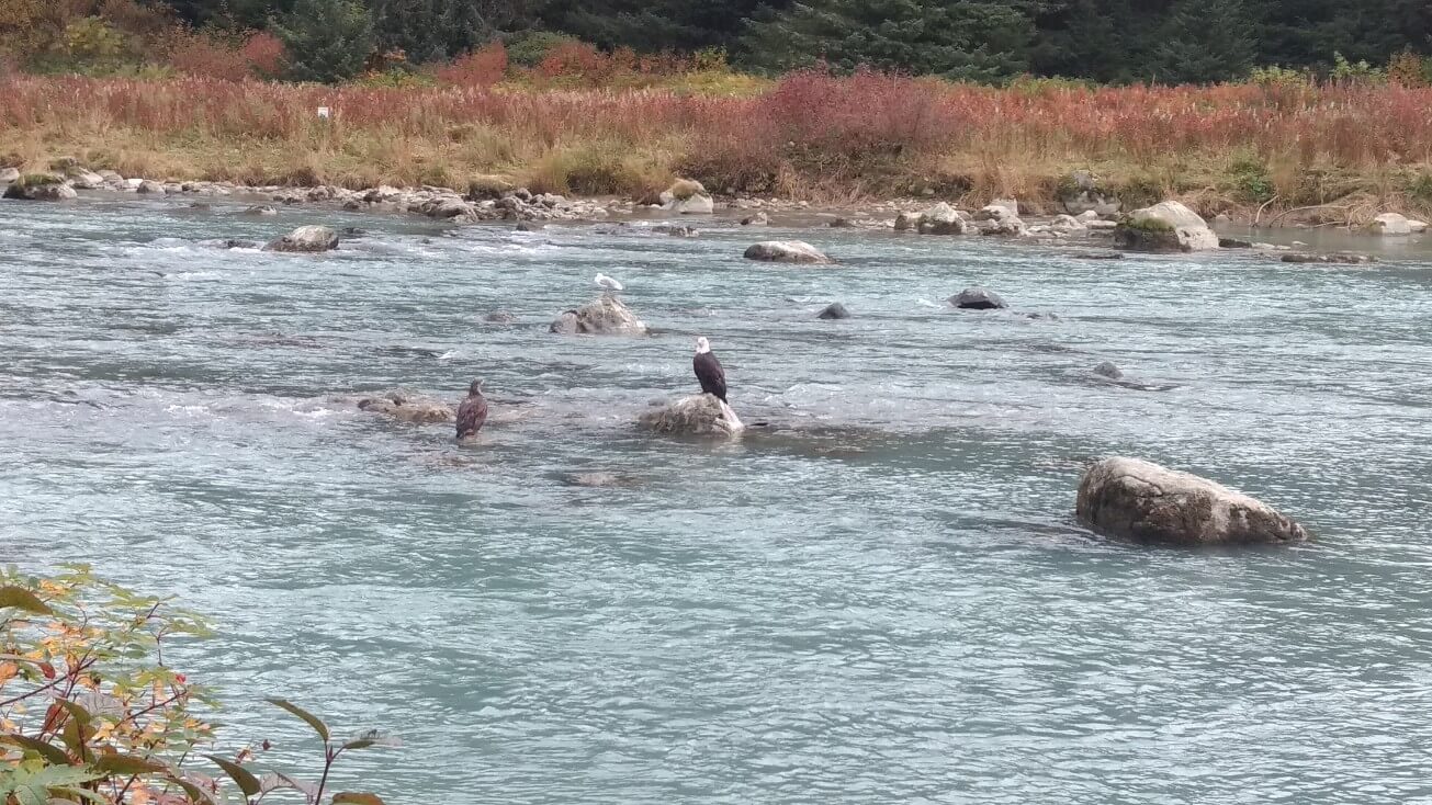 Pygargue à tête blanche (Bald Eagle)
