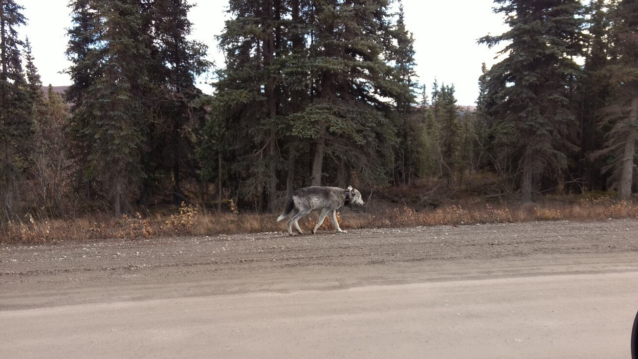 Vieux loup du parc Denali