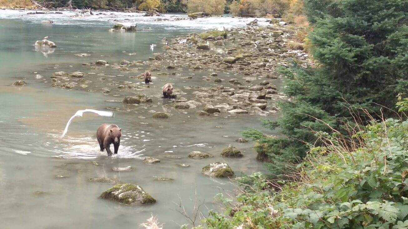 Mama grizzly et ses petits