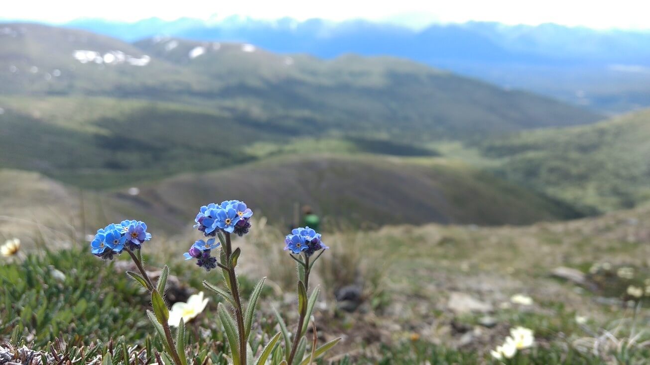 Myosotis sauvage