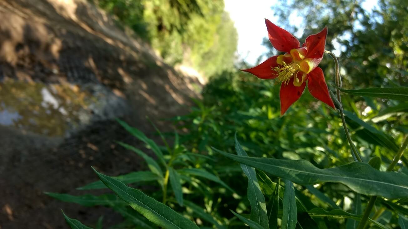 Fleur sauvage