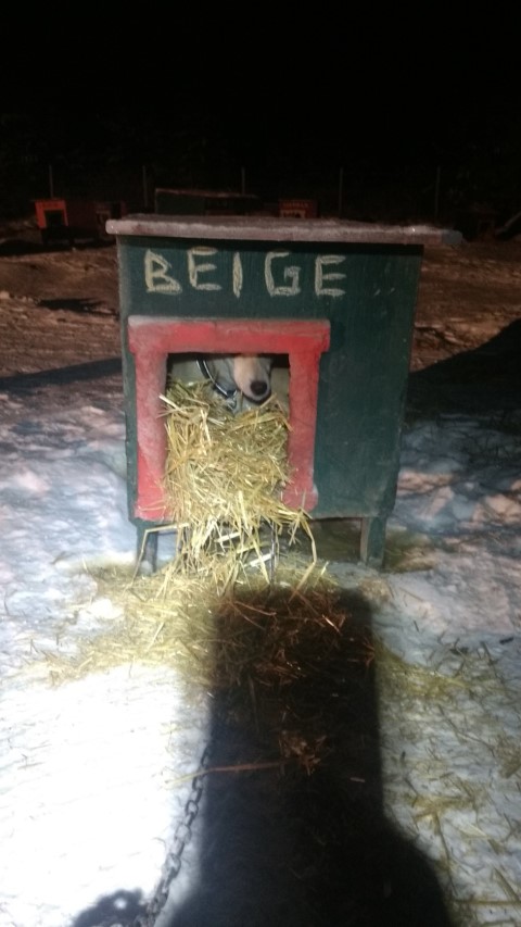 Beige se protège avec la paille