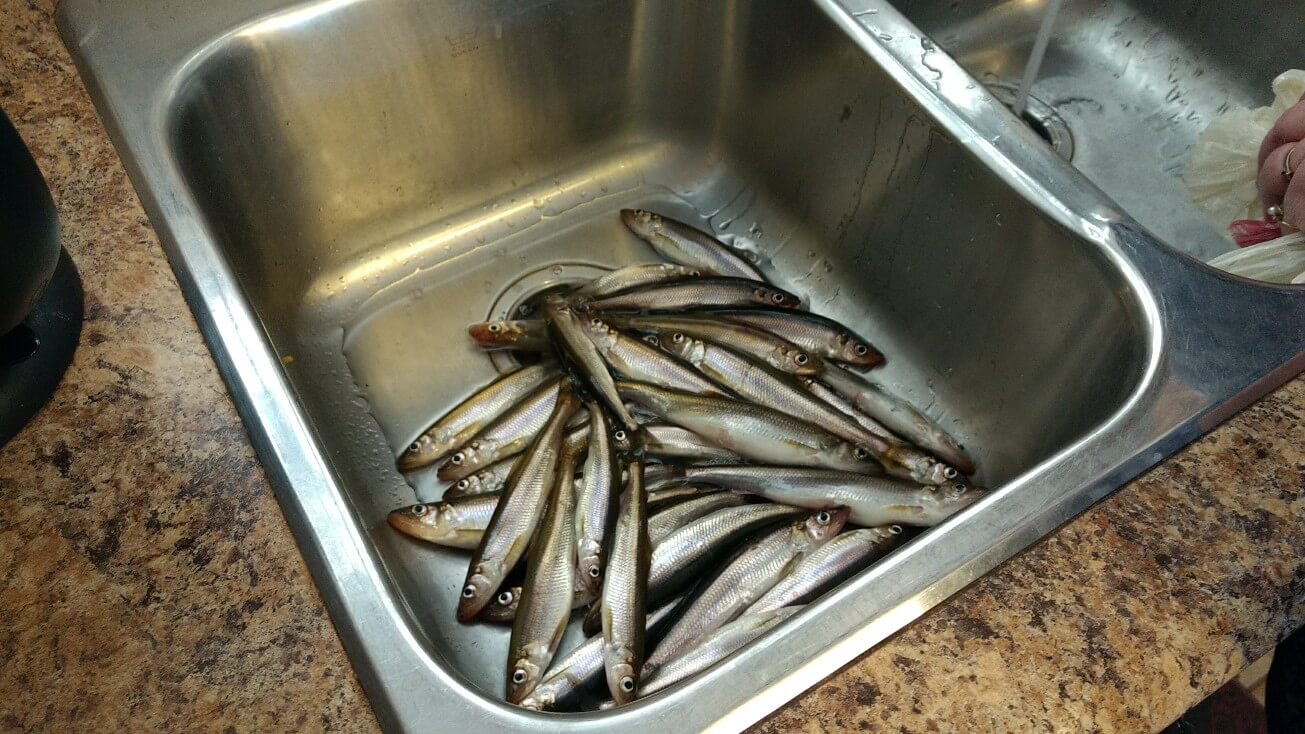 La bonne pêche : 30 éperlans