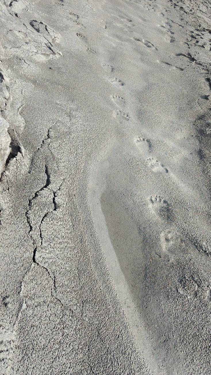 Traces d’ours