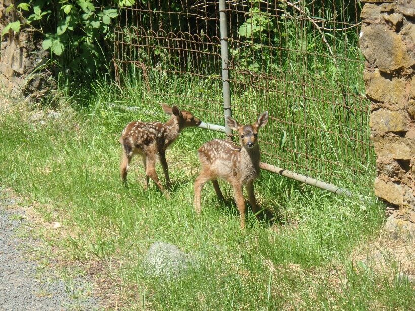 Bambies sur la route entre Ganges et Vesuvius