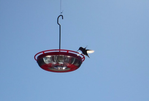 Colibri