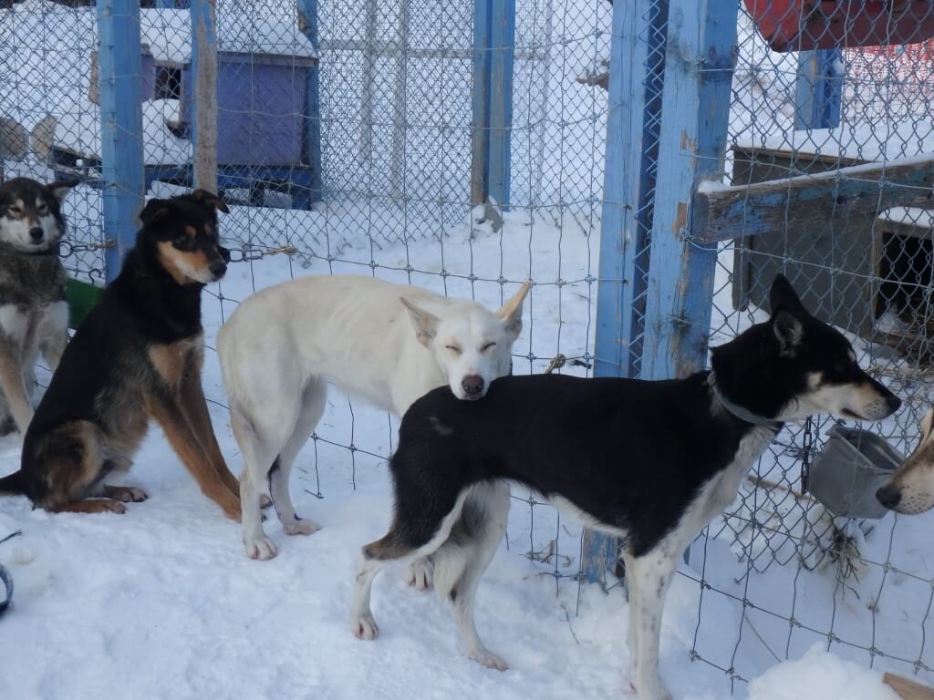 Machine, Tika et Beacon