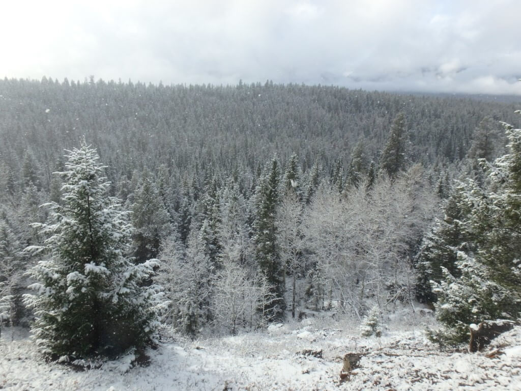 La forêt sous la neige