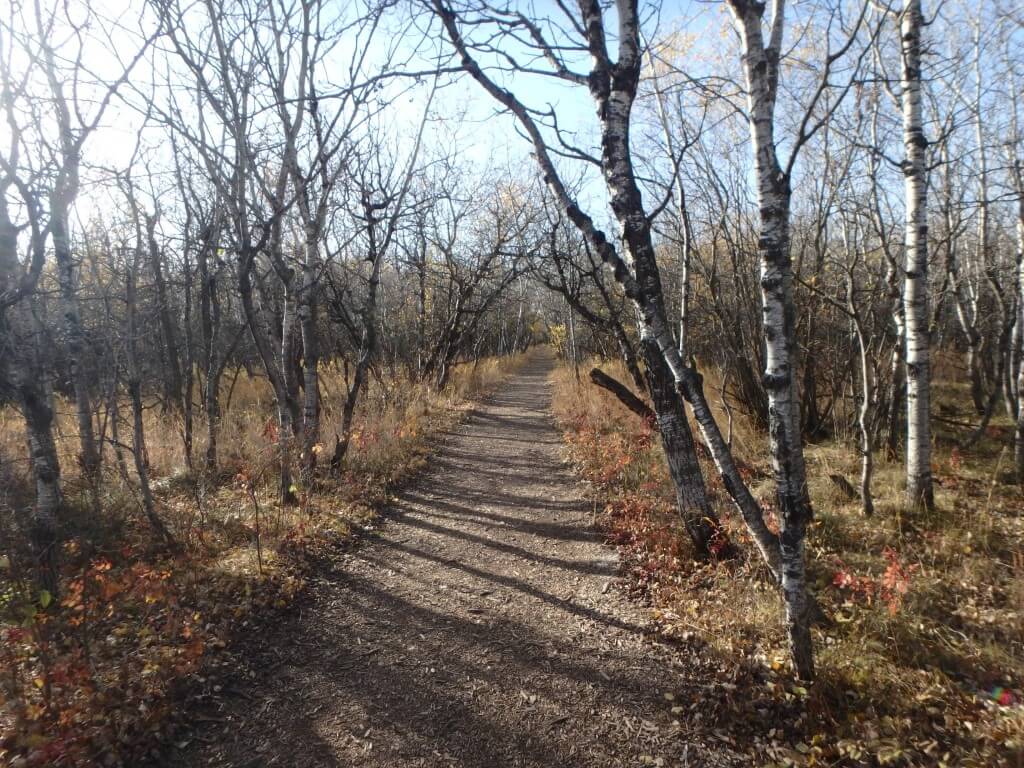 Assiniboine Forest