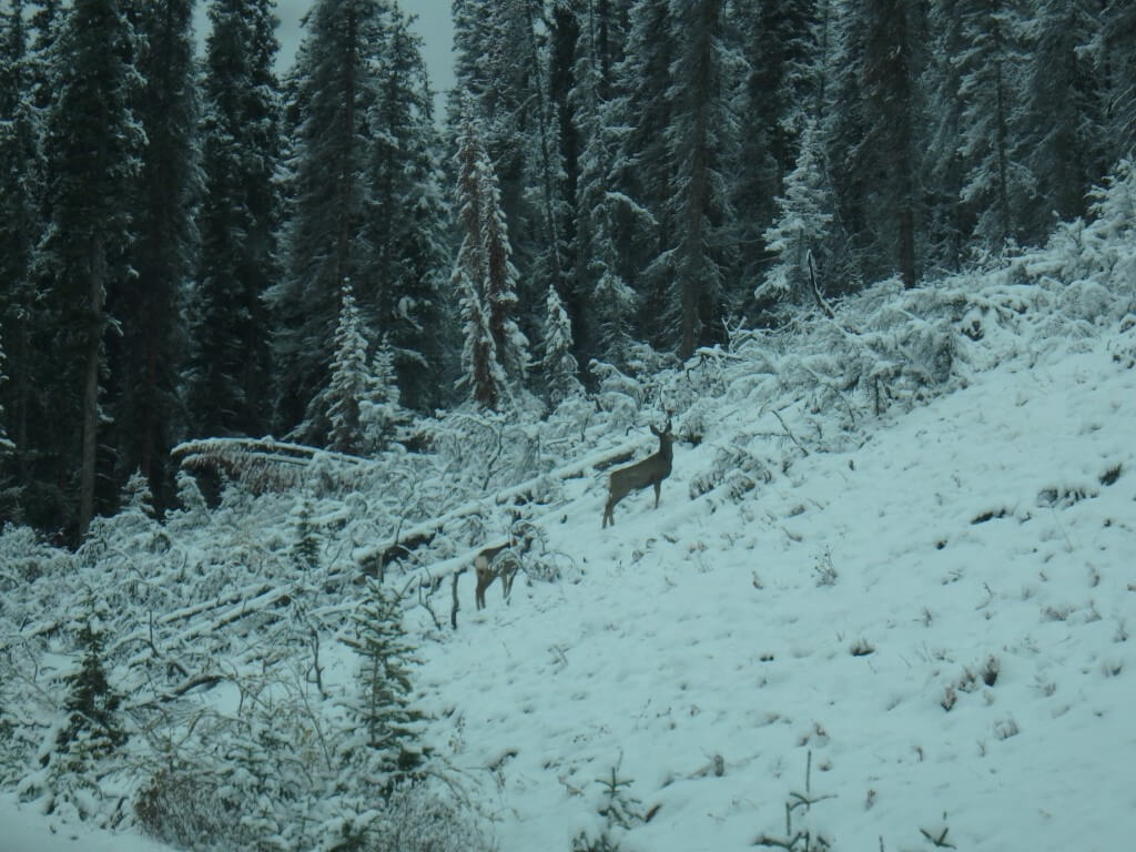 Rencontre au bord de la route