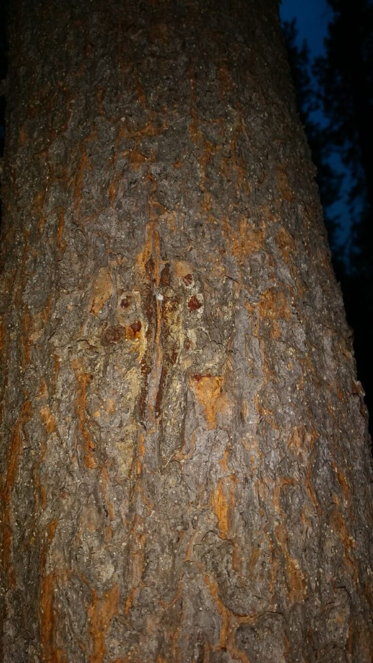 Traces de griffe d’ours sur les arbres autour de ma tente
