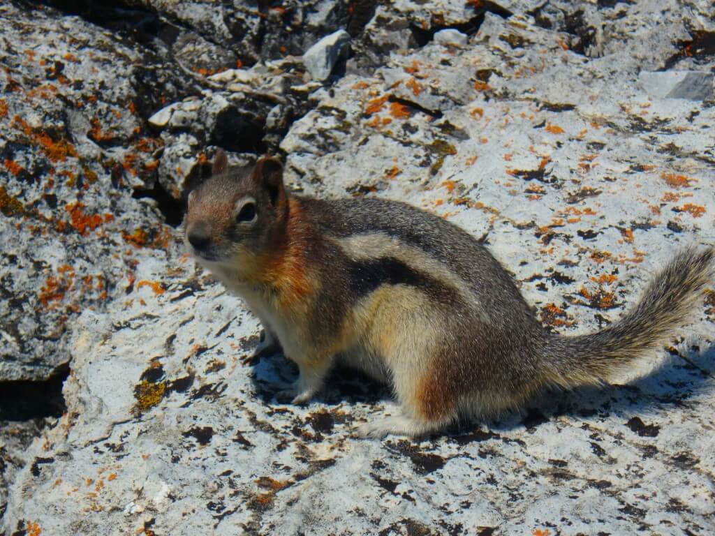 Chipmunk