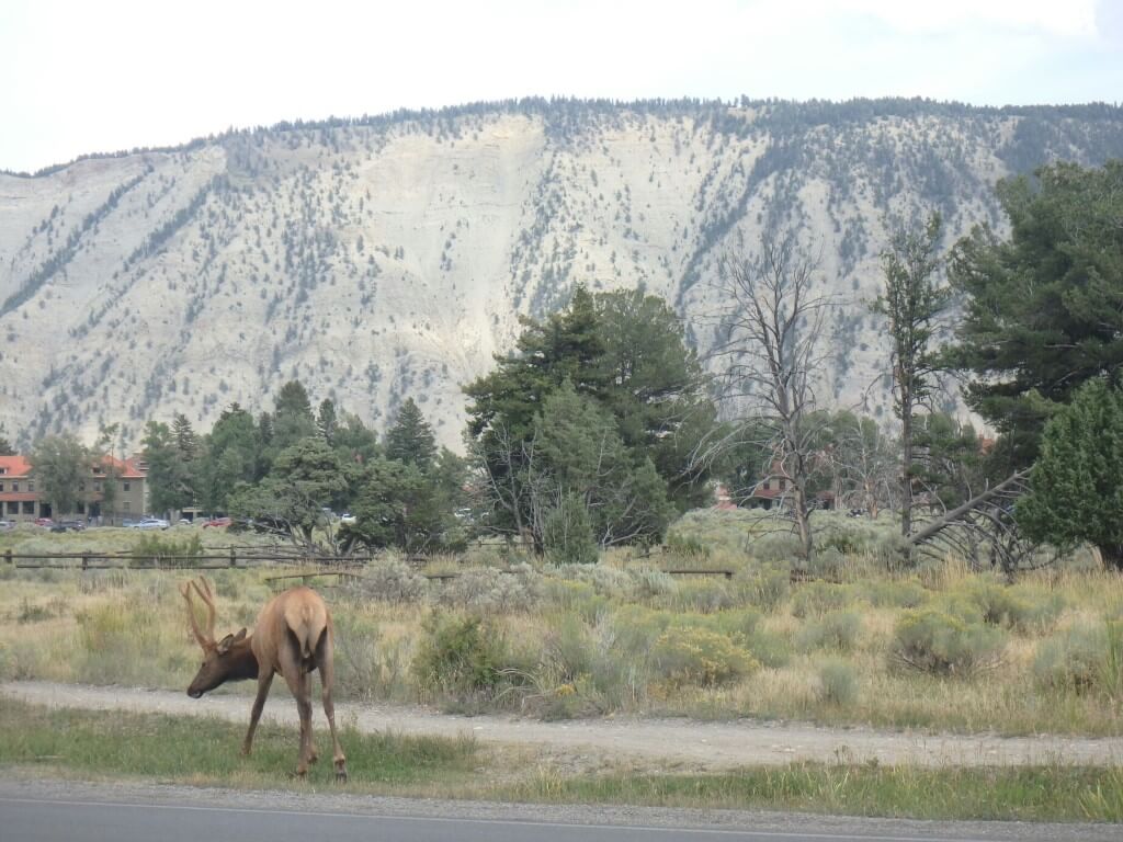 Elk