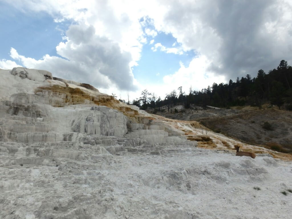 Mammoth Hot Spring