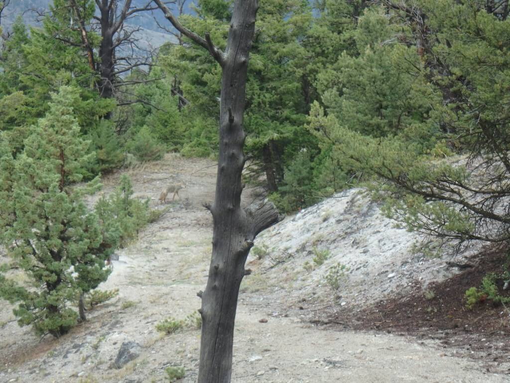 Coyote