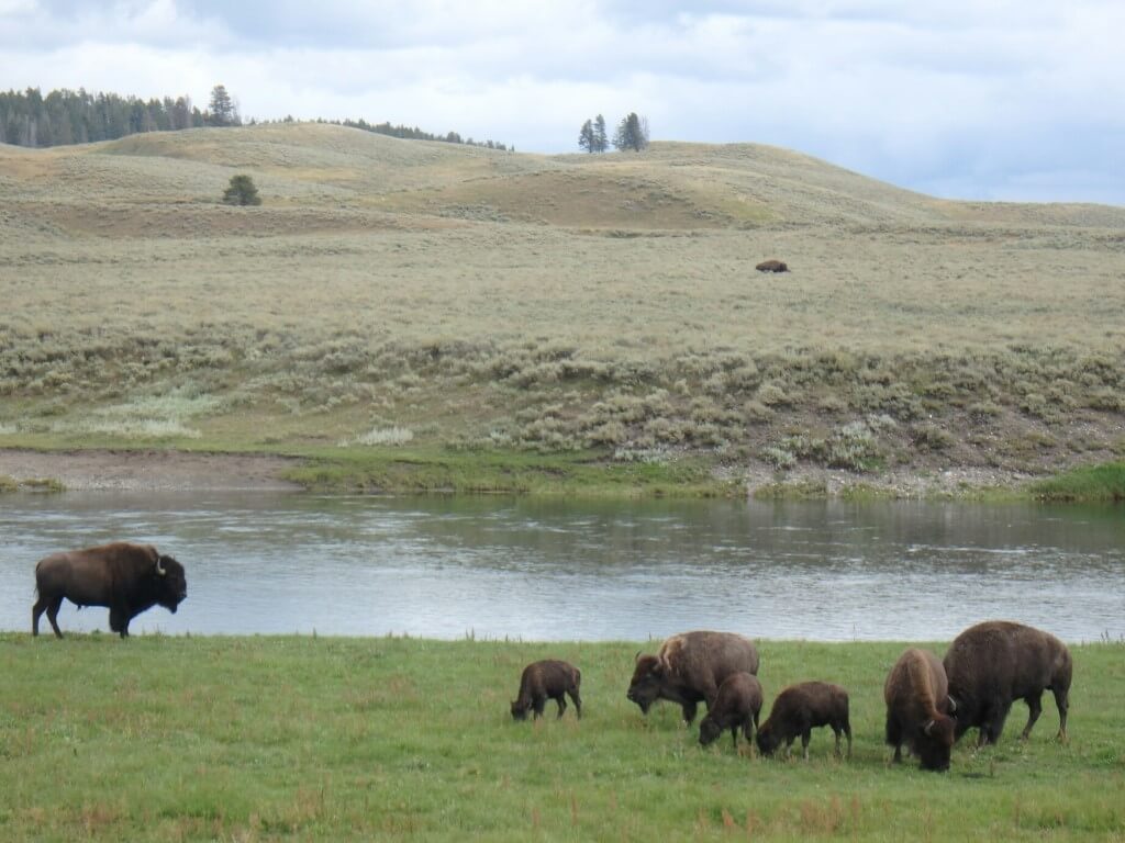 Bisons