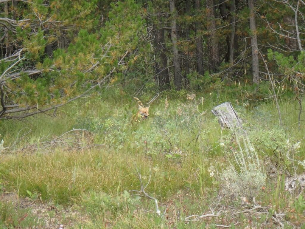 Renard