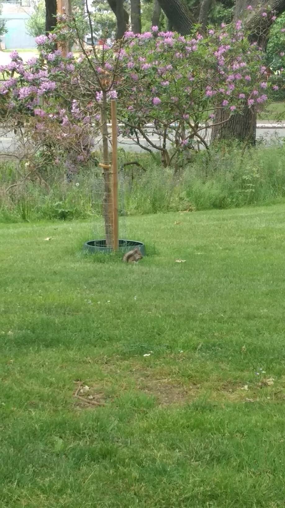 Ecureuil dans Beacon Hill Park