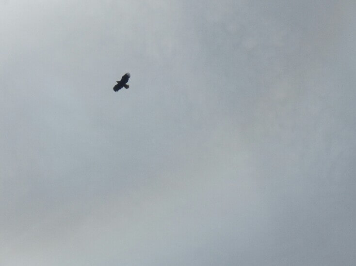 Aigle