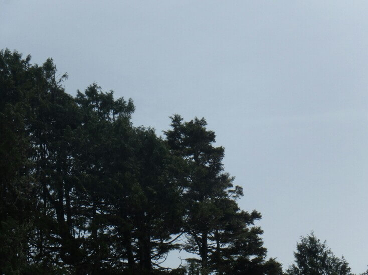 Aigle, en haut de l’arbre, plein centre de la photo