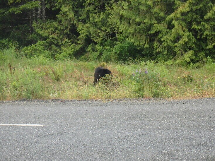 Black bear