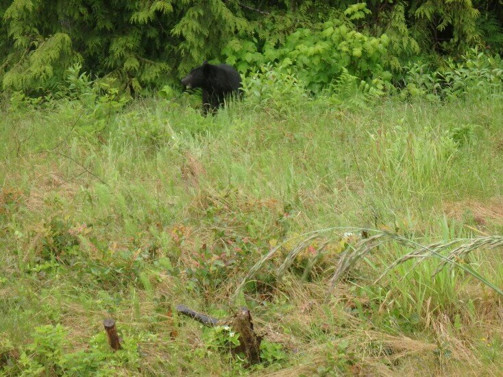 Black bear