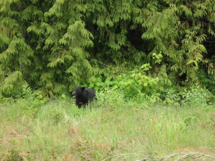 Black bear