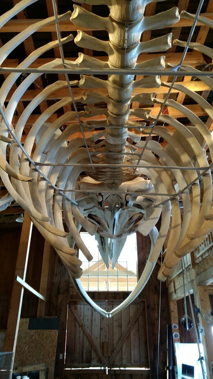 Musée de la baleine à Telegraph Cove