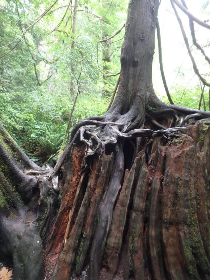 Goldstream Provincial Park