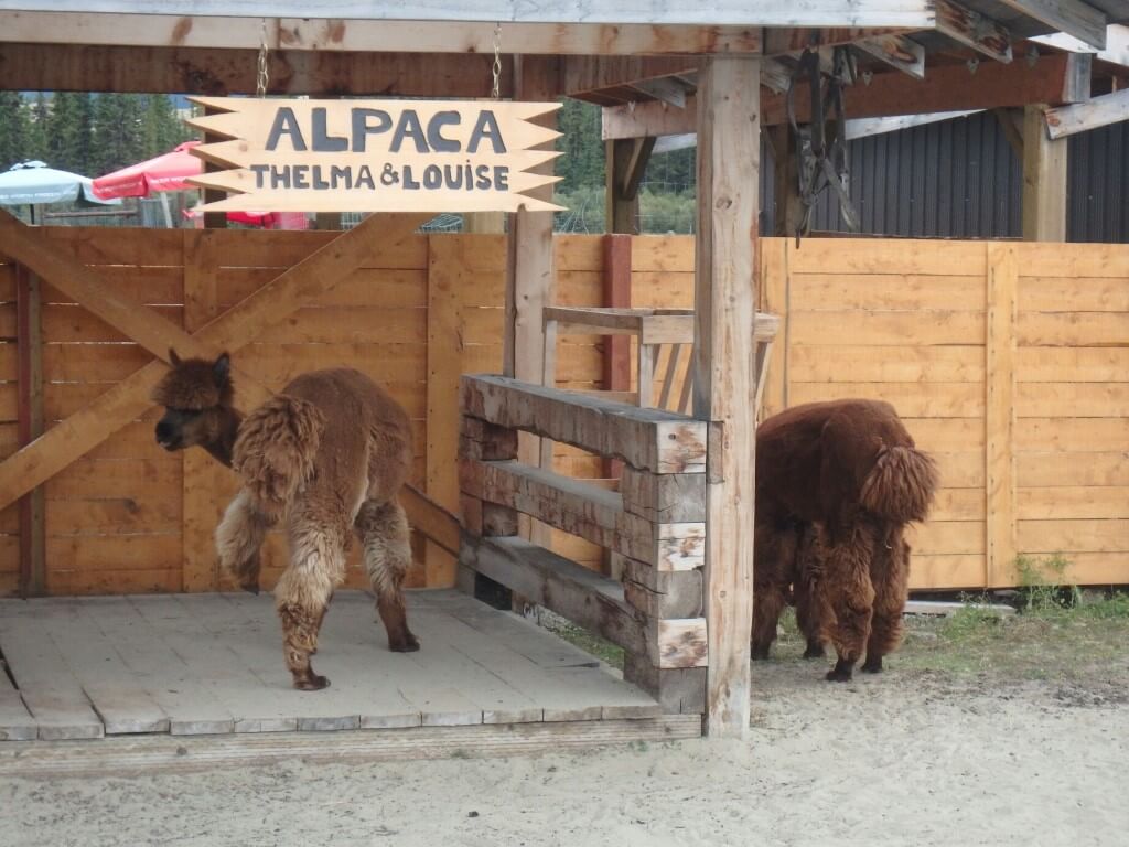 les lamas
