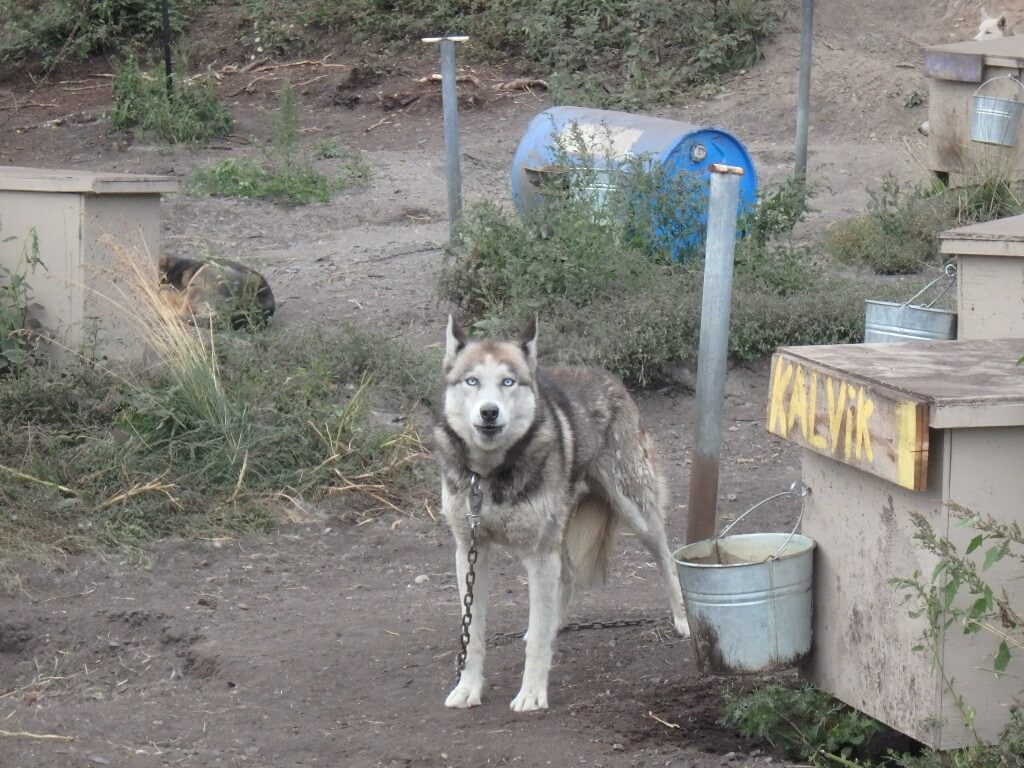 Kalvik, le seul husky sibérien