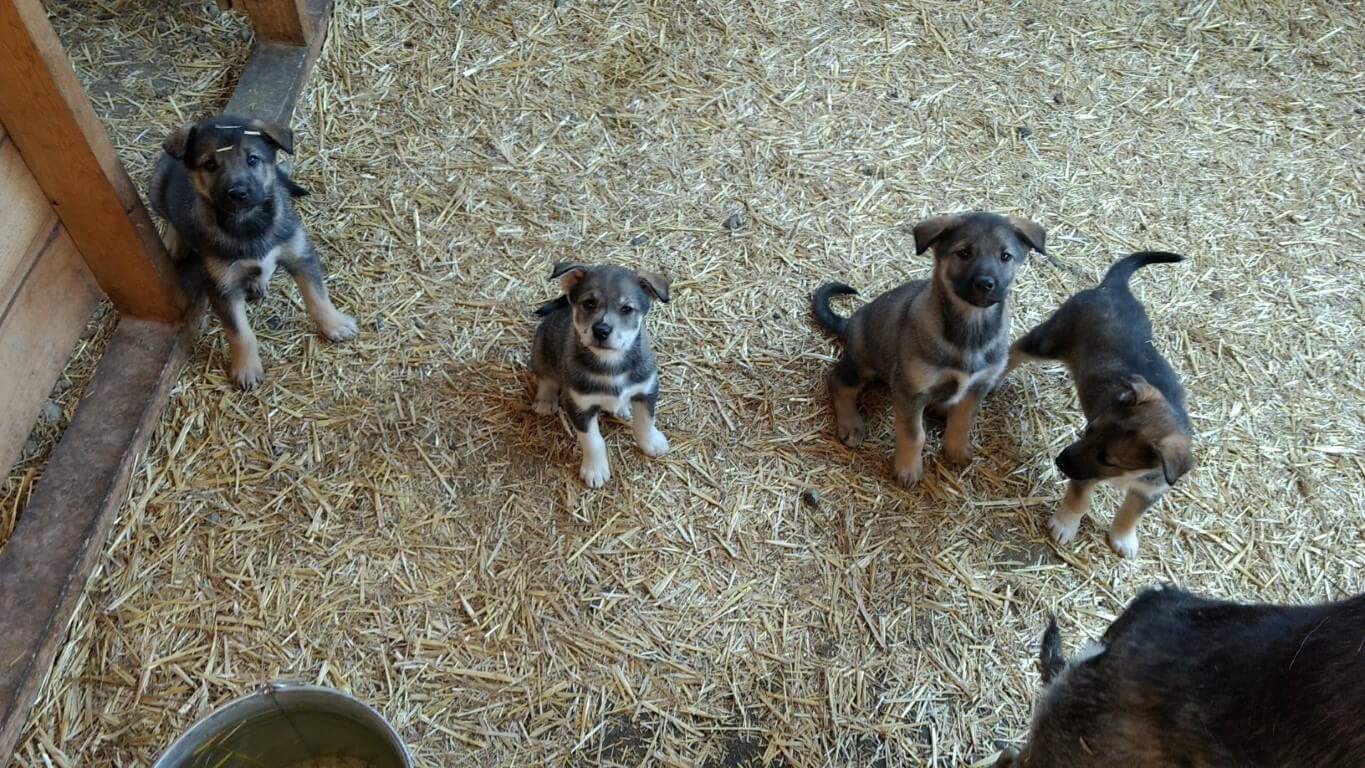 Les petits chiots
