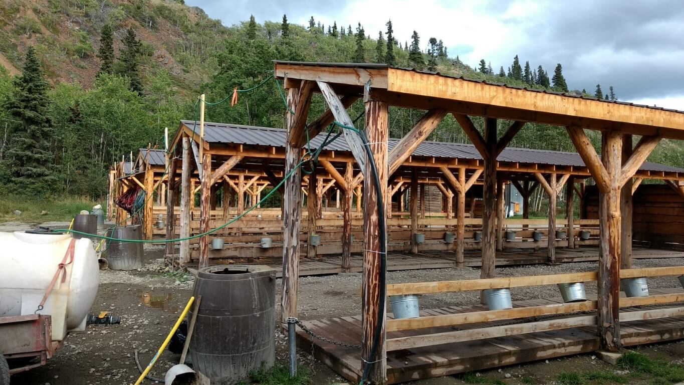 Départ du chien de traineau