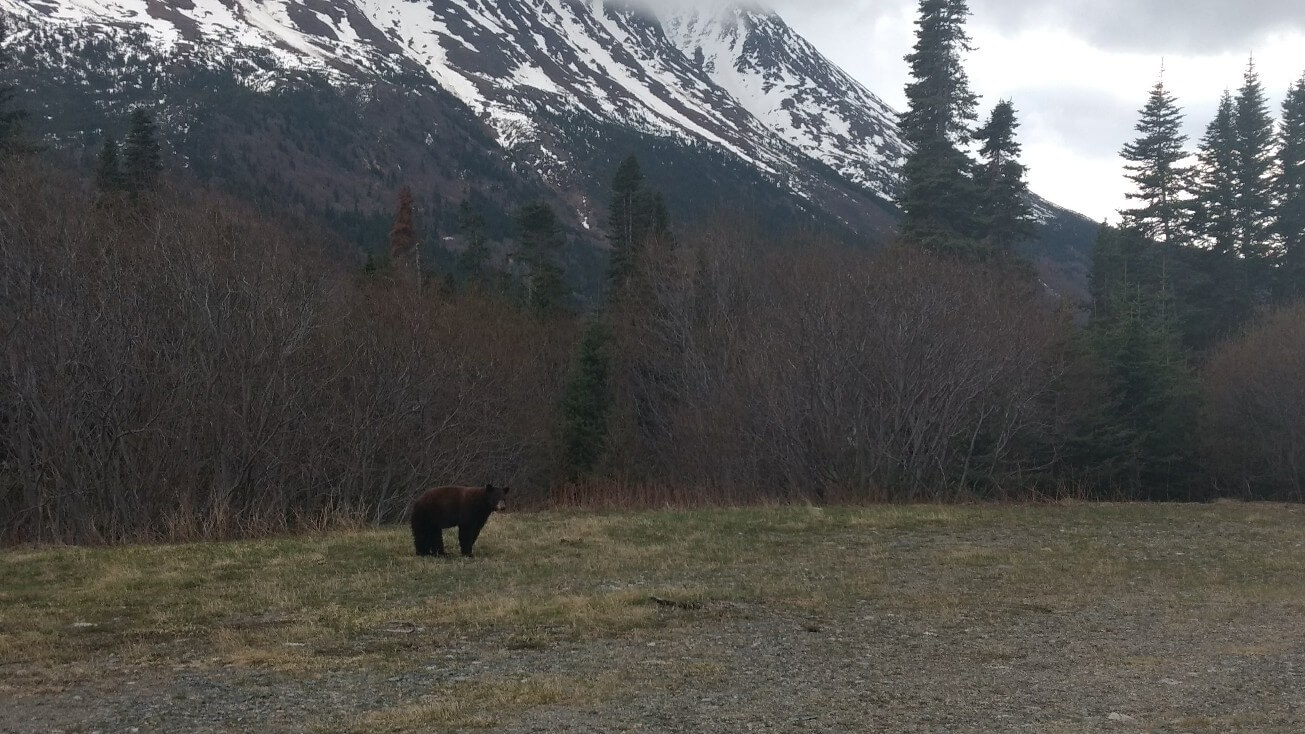 Ours sur la route du retour