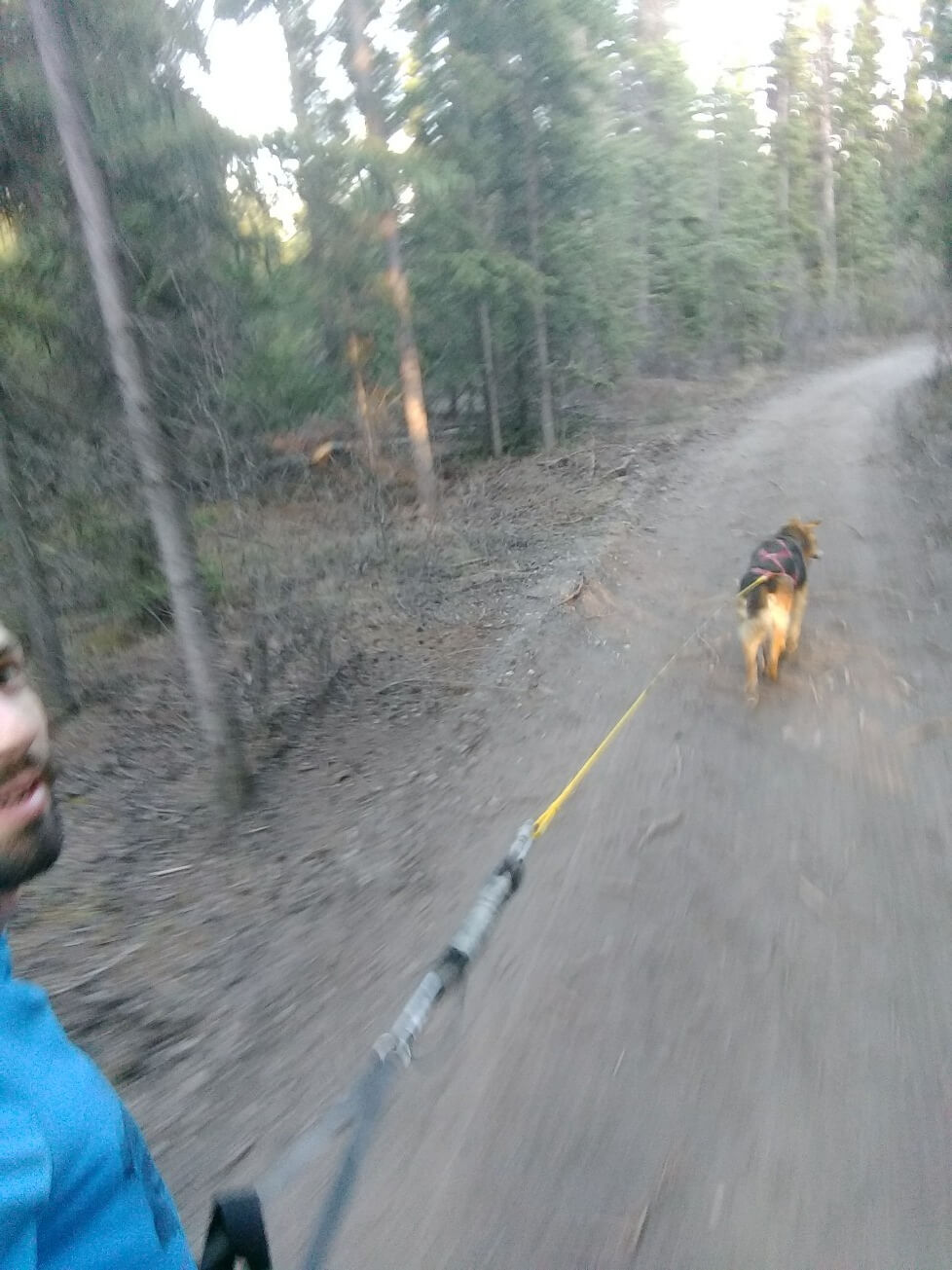 Canicross avec Spike