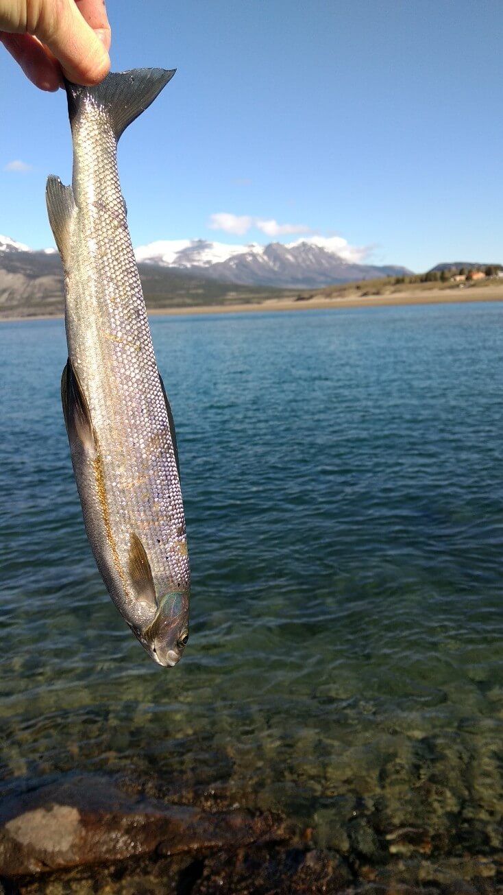 Artic Grayling depuis le pont de Carcross